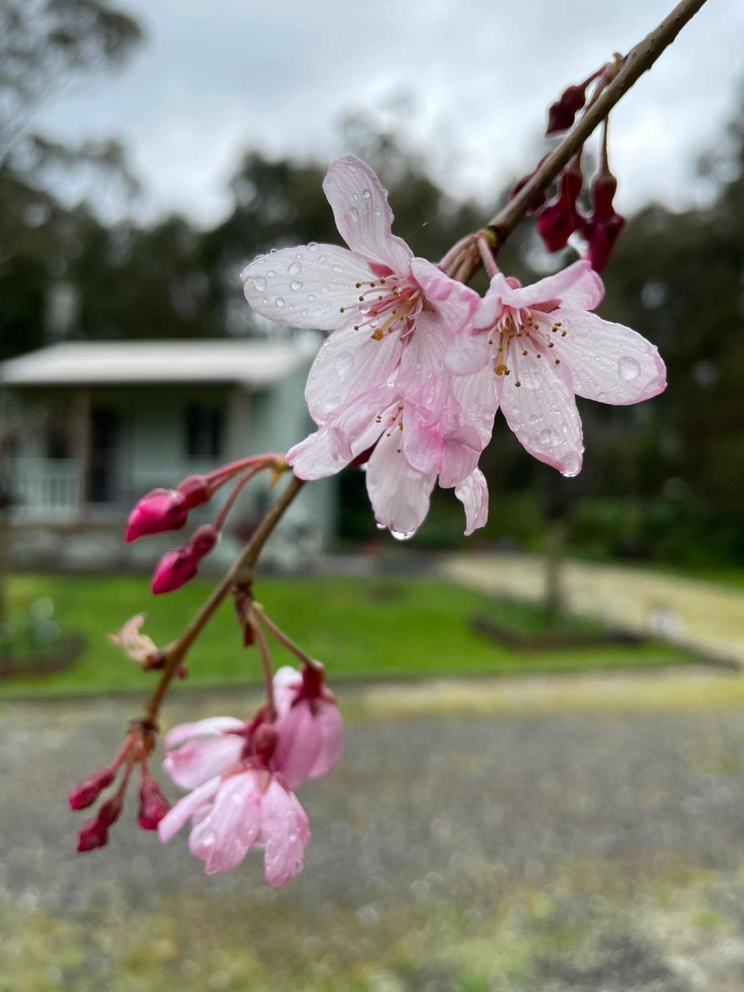 Tindoona Cottages Foster Dış mekan fotoğraf